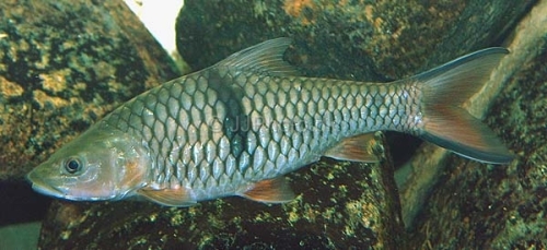 Ikan Adong