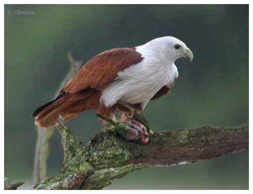 Brahminy kite by Clement Francis Martin